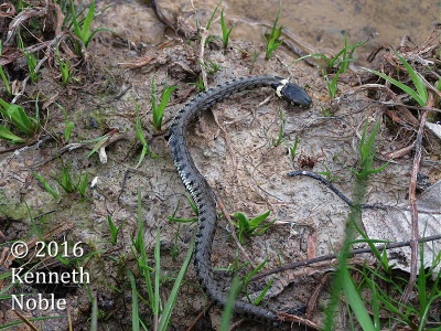 grass snake (Natrix natrix) exuvia - Kenneth Noble